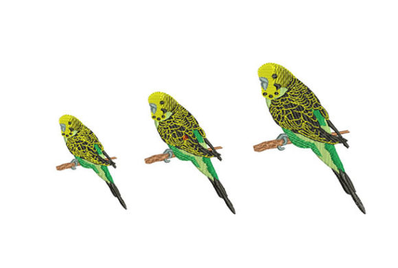 Parakeet Bird