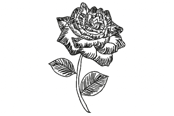 Rose Line Review